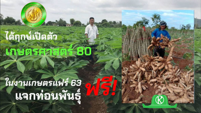 เปิดตัวในงานเกษตรแฟร์ 63 มันสําปะหลัง “พันธุ์เกษตรศาสตร์ 80” จะแจกท่อนพันธุ์ให้ปลูกฟรี!