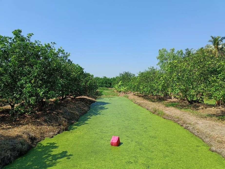 สวนส้มโอลุงแล เมืองชาละวัน คว้ารางวัลเกษตรกร GAP ดีเด่นแห่งชาติ ปี 67