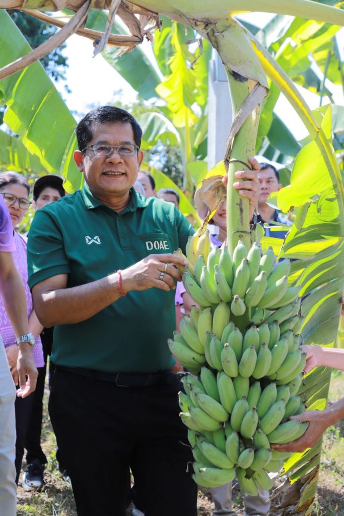 แนะเกษตรกรจัดการโรคเหี่ยวกล้วยหิน ทำลายต้นที่เป็นโรค ปลูกตามหลักวิชาการ