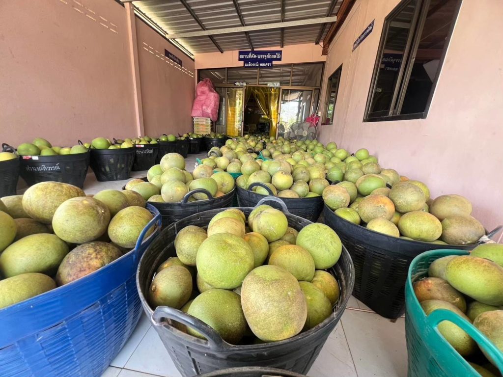 ‘ส้มโอทองดีบ้านแท่น’ ของดี จ.ชัยภูมิ ส่งตลาดในและต่างประเทศ สร้างรายได้เกษตรกร