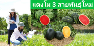 เจียไต๋ตอกย้ำศักยภาพผู้นำตลาดแตงโมในไทย จัดงาน Watermelon Value Summit โชว์ 81 สายพันธุ์แตงโมแห่งอนาคต