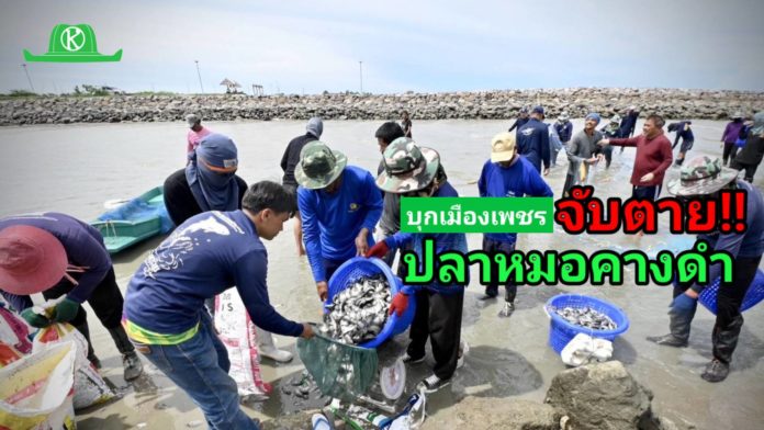 อธิบดีบัญชา บุกเมืองเพชร ร่วมมือเกษตรกรชาวประมงและชุมชน ลุยจับปลาหมอคางดำ นำร่องตาม 5 มาตรการสำคัญกรมประมง