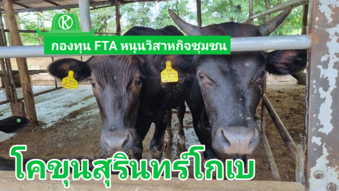 กองทุน FTA ติดตามโครงการพัฒนาศักยภาพการผลิตโคเนื้อสุรินทร์วากิวครบวงจร หนุนวิสาหกิจชุมชนโคขุนสุรินทร์โกเบครบวงจร เพิ่มประสิทธิภาพการผลิตโคเนื้อได้สำเร็จ