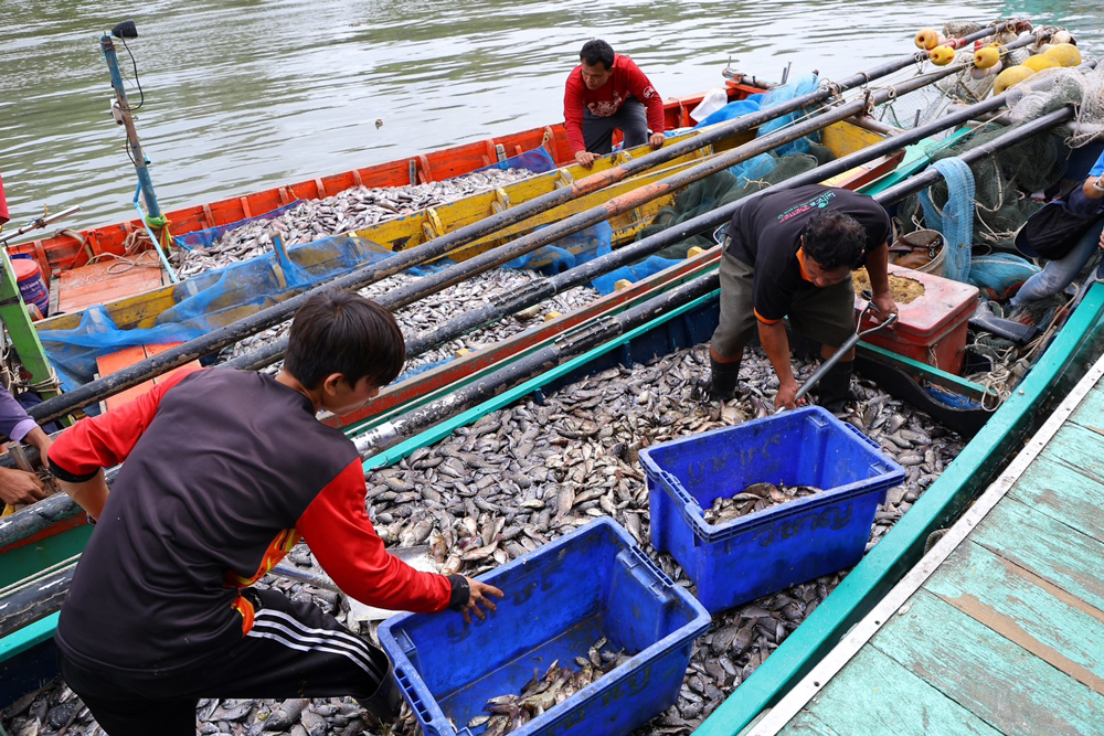 สมาคมประมงฯ เสนอปลาหมอคางดำเป็นวาระแห่งชาติ-นำร่องรับซื้อ 1 ส.ค. นี้