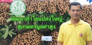 กรมส่งเสริมการเกษตร ผลักดันลำไยสู่แปลงใหญ่เกษตรมูลค่าสูง มุ่งเน้นการผลิตคุณภาพและพัฒนาการแปรรูป