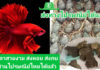 ให้บริการขนส่งปลาสวยงามและสัตว์น้ำมีชีวิต 327 สาขาทั่วประเทศ