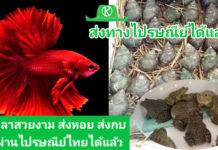 ให้บริการขนส่งปลาสวยงามและสัตว์น้ำมีชีวิต 327 สาขาทั่วประเทศ