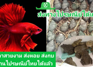 ให้บริการขนส่งปลาสวยงามและสัตว์น้ำมีชีวิต 327 สาขาทั่วประเทศ