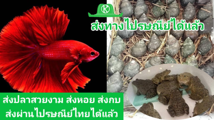 ให้บริการขนส่งปลาสวยงามและสัตว์น้ำมีชีวิต 327 สาขาทั่วประเทศ