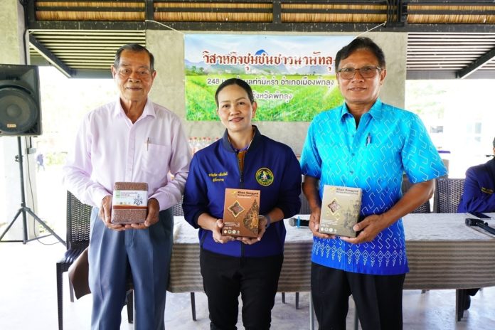 กรมการข้าว โชว์พันธุ์ข้าวพื้นเมือง “ตรัง – พัทลุง” ต้นแบบสร้างมูลค่าจากข้าว GI และข้าวพื้นถิ่น