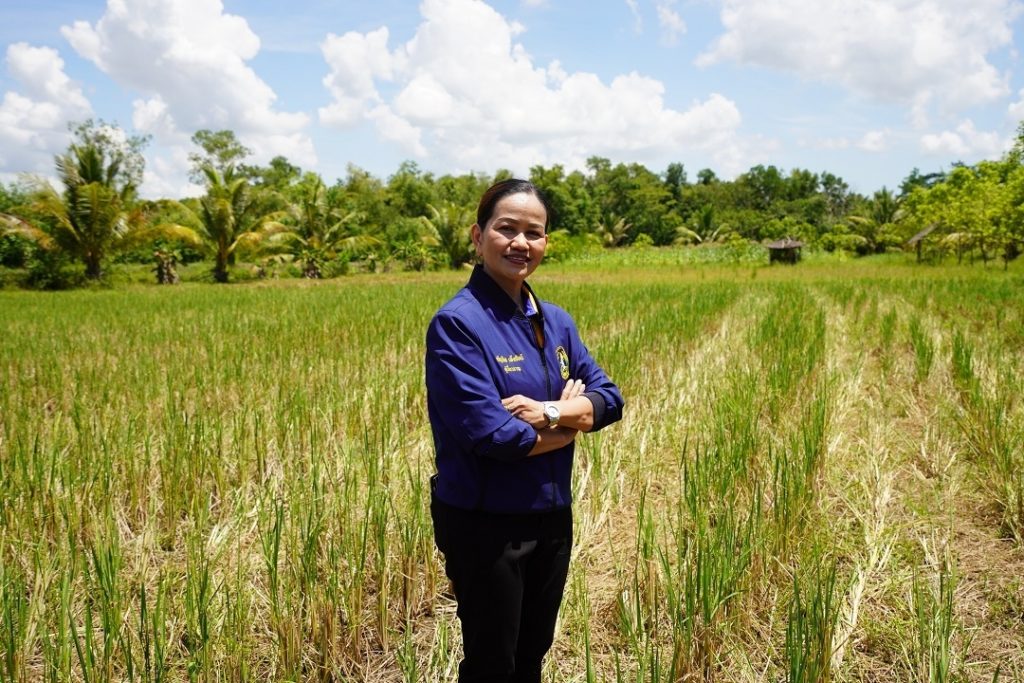 กรมการข้าว โชว์พันธุ์ข้าวพื้นเมือง “ตรัง – พัทลุง” ต้นแบบสร้างมูลค่าจากข้าว GI และข้าวพื้นถิ่น