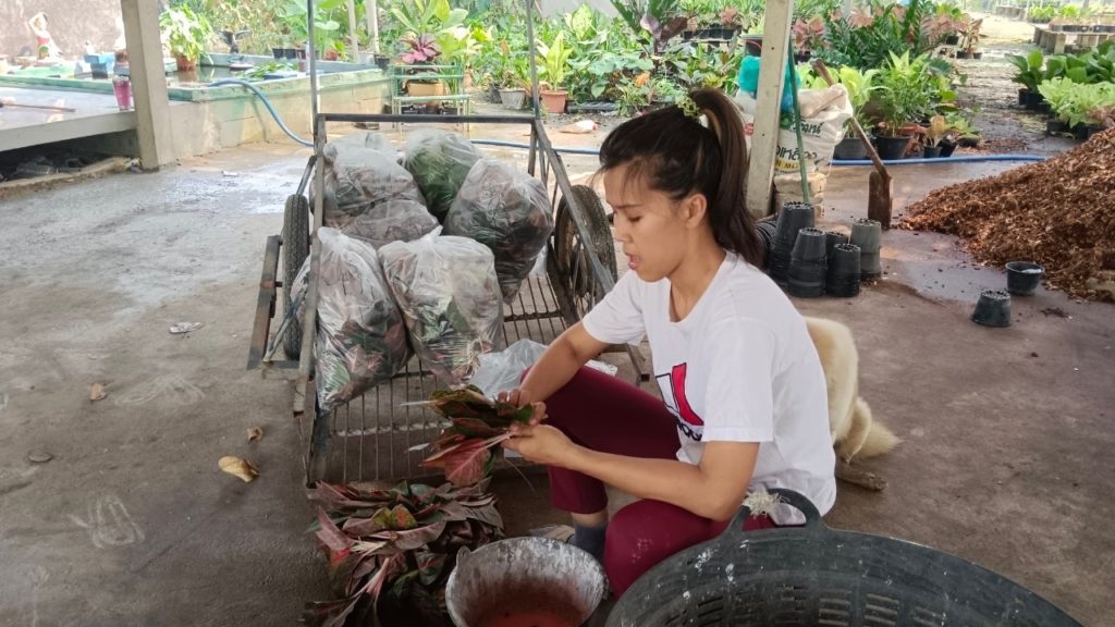 เกษตรกร อ.แสวงหา รวมกลุ่มเป็นแปลงใหญ่ ปลูกไม้มงคล สอดคล้องกับความต้องการของตลาด ส่งจำหน่ายทั้งในและต่างประเทศ