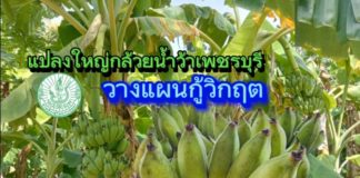 แปลงใหญ่กล้วยน้ำว้า เพชรบุรี วางแผนกู้วิกฤต การเปลี่ยนแปลงของสภาพภูมิอากาศ