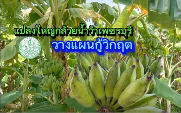 แปลงใหญ่กล้วยน้ำว้า เพชรบุรี วางแผนกู้วิกฤต การเปลี่ยนแปลงของสภาพภูมิอากาศ