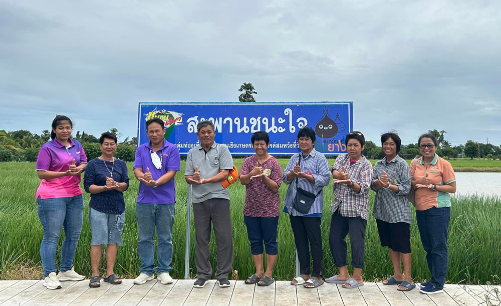 แปลงใหญ่แห้ว ของดีศรีประจันทร์ สุพรรณบุรี สินค้าเกษตรอัตลักษณ์