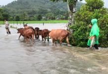 ”นฤมล“ สั่งด่วน ช่วยเกษตรกรผู้เลี้ยงสัตว์ประสบอุทกภัยภาคใต้