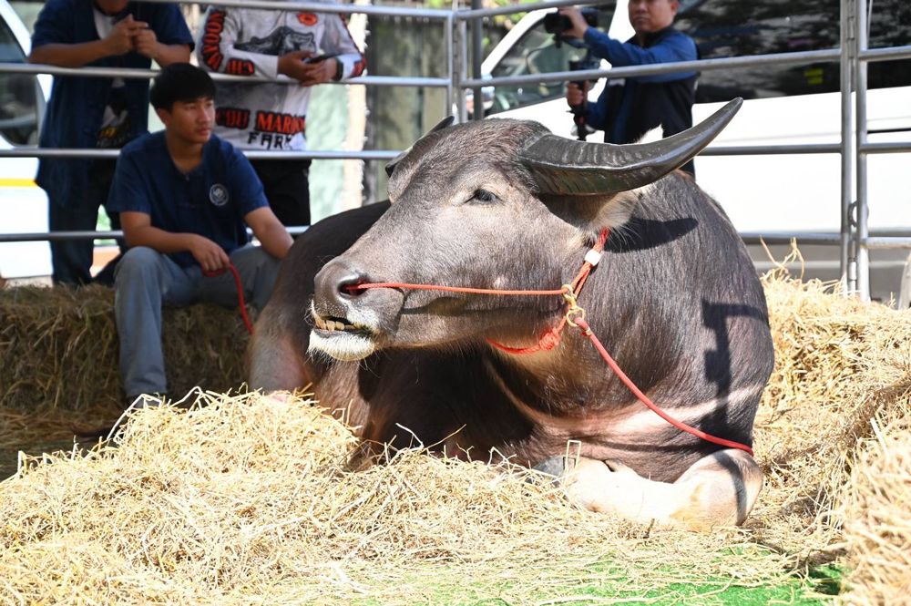 กรมปศุสัตว์จัดงานวันอนุรักษ์และพัฒนากระบือปลักไทย ประจำปี พ.ศ. 2568