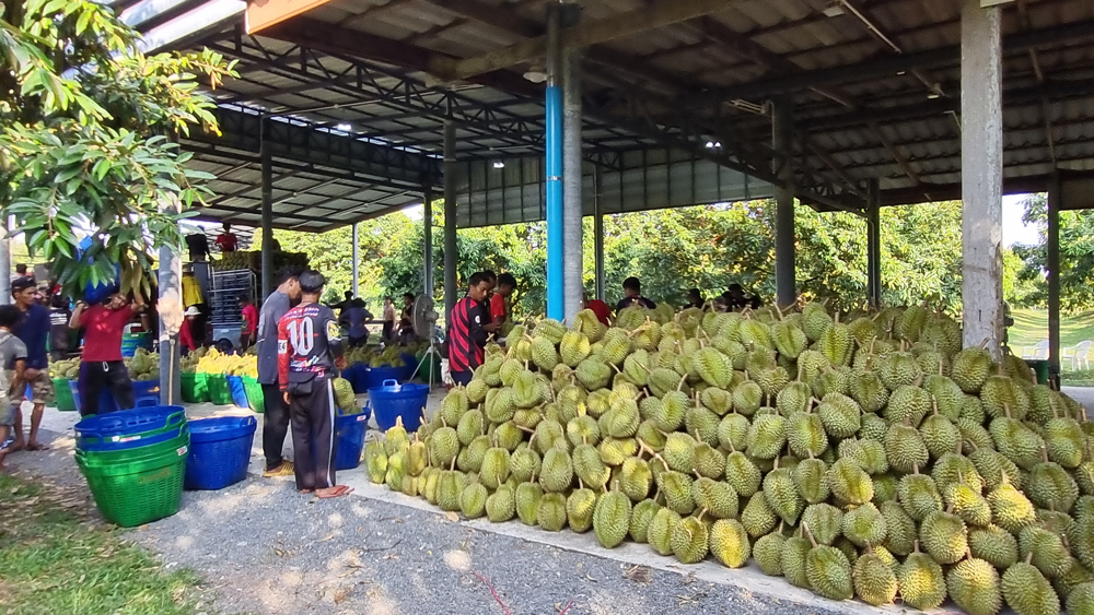 ไปทำข่าวสวนทุเรียนที่ตราด พักที่คันนา ป่าสน โฮมสเตย์