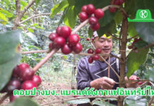 “ดอยปางบง” แบรนด์ดังกาแฟอินทรีย์ไทย อานิสงค์ “สหกรณ์ฯดอยสะเก็ดพัฒนาผนึกไจก้า”