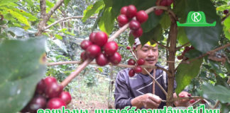 “ดอยปางบง” แบรนด์ดังกาแฟอินทรีย์ไทย อานิสงค์ “สหกรณ์ฯดอยสะเก็ดพัฒนาผนึกไจก้า”