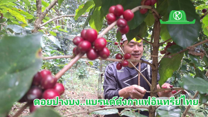 “ดอยปางบง” แบรนด์ดังกาแฟอินทรีย์ไทย อานิสงค์ “สหกรณ์ฯดอยสะเก็ดพัฒนาผนึกไจก้า”