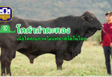 นวัตกรรม “โคดำลำตะคอง” โคเนื้อสัญชาติไทย ไม่แพ้ชาติใดในโลก ธ.ก.ส. ให้การสนับสนุน