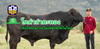 นวัตกรรม “โคดำลำตะคอง” โคเนื้อสัญชาติไทย ไม่แพ้ชาติใดในโลก ธ.ก.ส. ให้การสนับสนุน