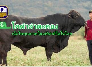 นวัตกรรม “โคดำลำตะคอง” โคเนื้อสัญชาติไทย ไม่แพ้ชาติใดในโลก ธ.ก.ส. ให้การสนับสนุน