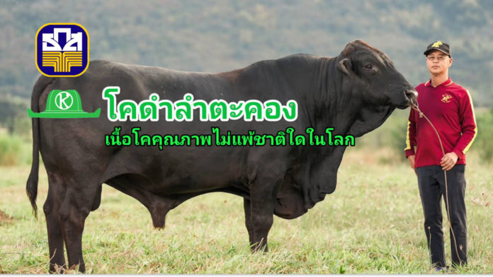 นวัตกรรม “โคดำลำตะคอง” โคเนื้อสัญชาติไทย ไม่แพ้ชาติใดในโลก ธ.ก.ส. ให้การสนับสนุน