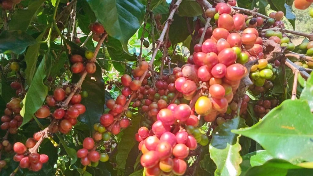 “ดอยปางบง” แบรนด์ดังกาแฟอินทรีย์ไทย อานิสงค์ “สหกรณ์ฯดอยสะเก็ดพัฒนาผนึกไจก้า”