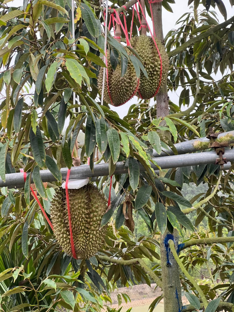 ทุเรียนที่สวนไห่หนาน ต้นนี้มีอยู่ 6 ลูก หลงฤดู มีอยู่ต้นเดียว โชคดีที่ได้เห็น